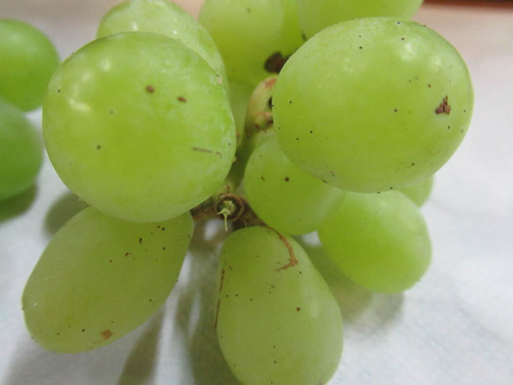 Inspection of green grapes