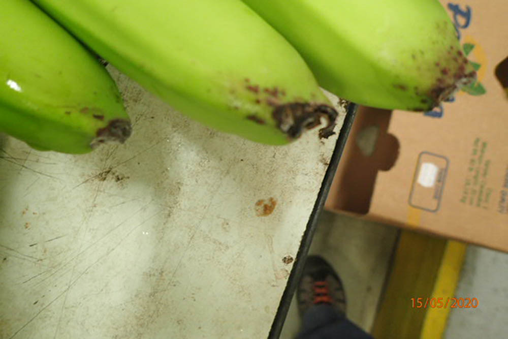Inspection of bananas
