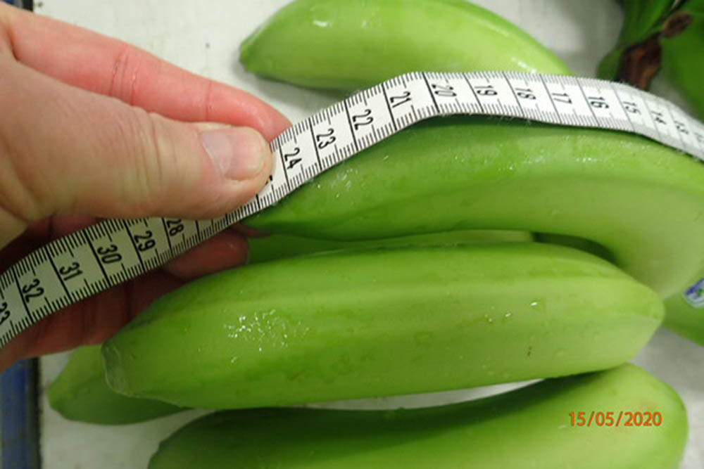 Inspection of bananas