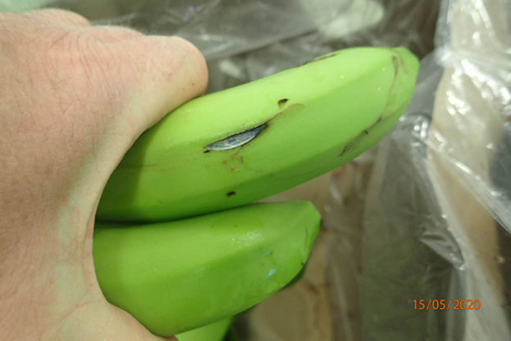Inspection of bananas