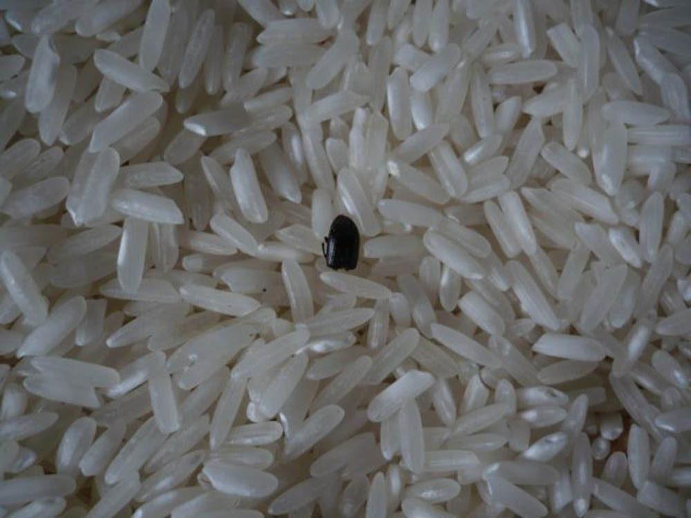 Coffee, cocoa and rice control