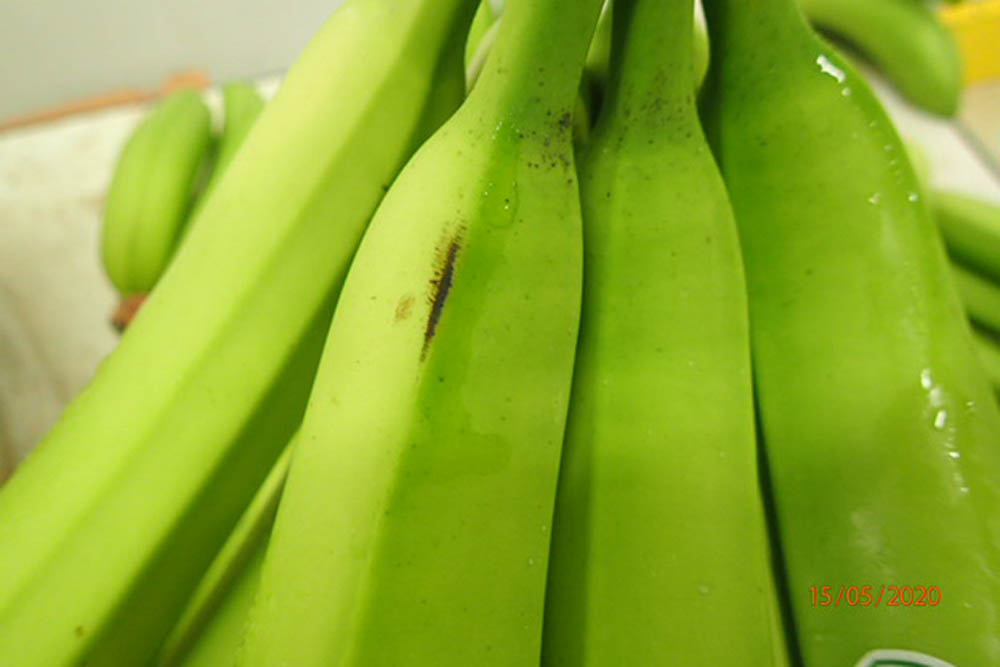 Kontrola banan