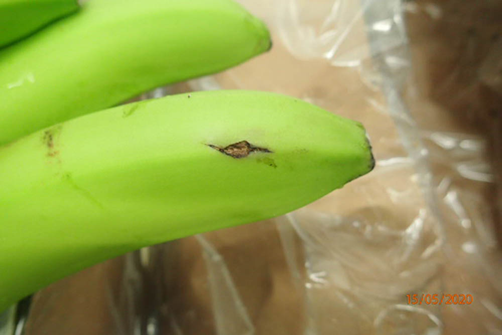 Kontrola banan