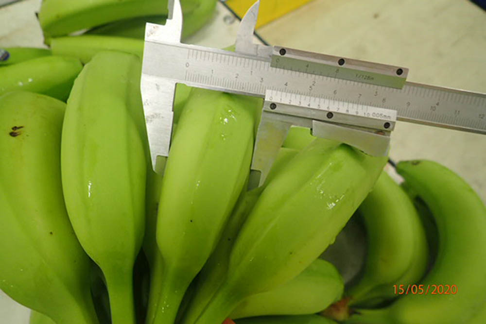 Kontrola banan