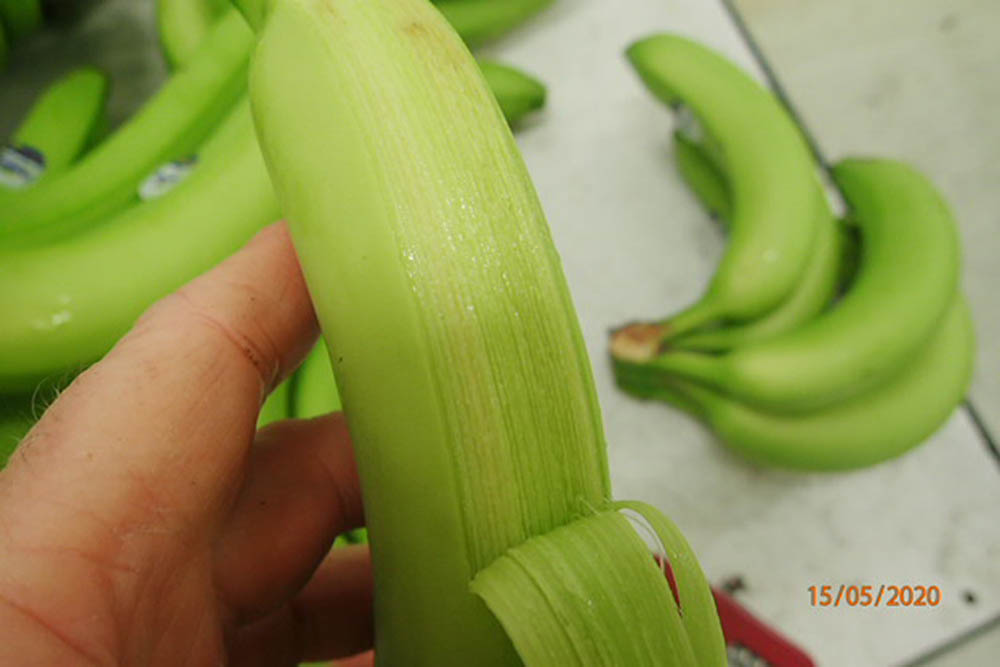Kontrola banan
