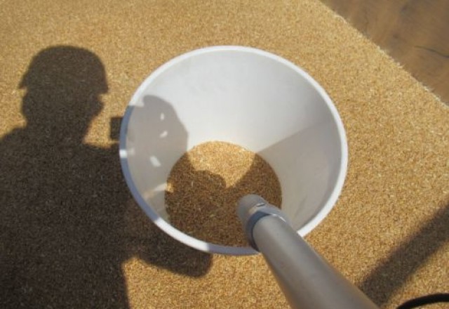 Inspection and Sampling of Wheat
